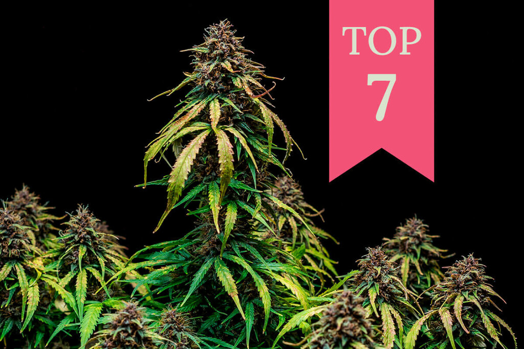 Top 10 fruitige soorten