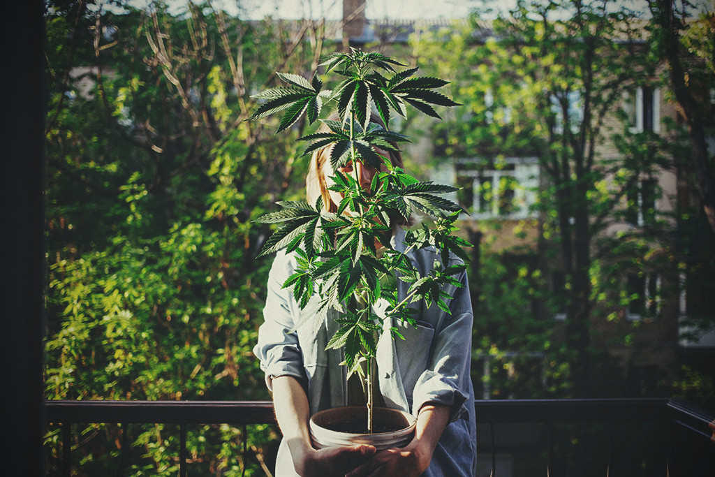 De Cannabis Soorten Meest Geliefd Door Vrouwen