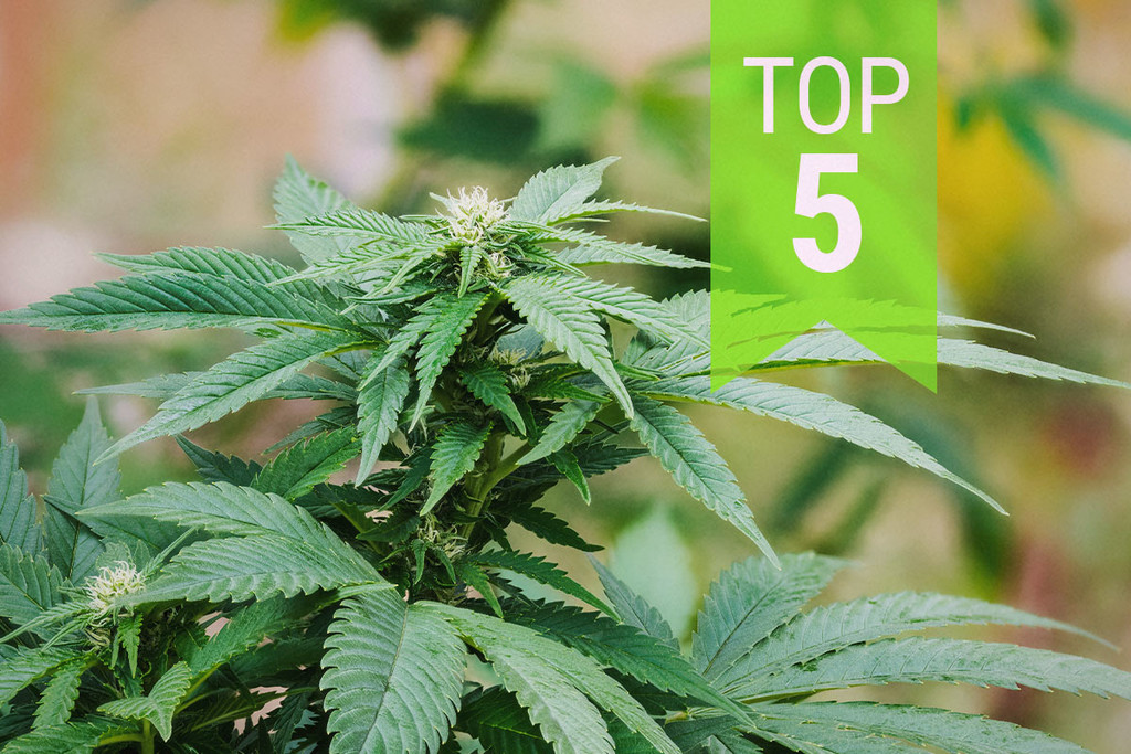 Top 5 ruderalis/indicasoorten | 2026