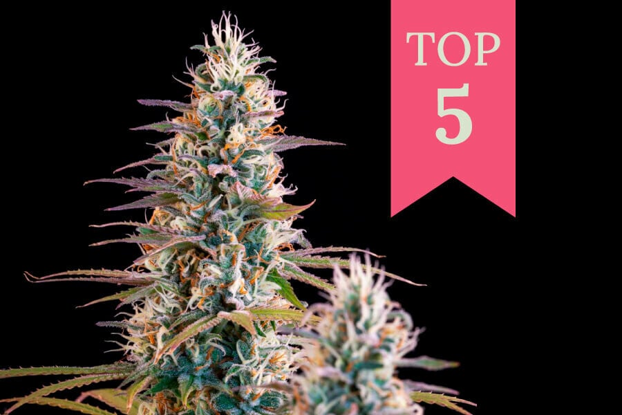 Top 5 wietsoorten voor Kerstmis 2024