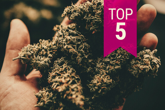 De top 5 sterkste cannabissoorten — 2026 update