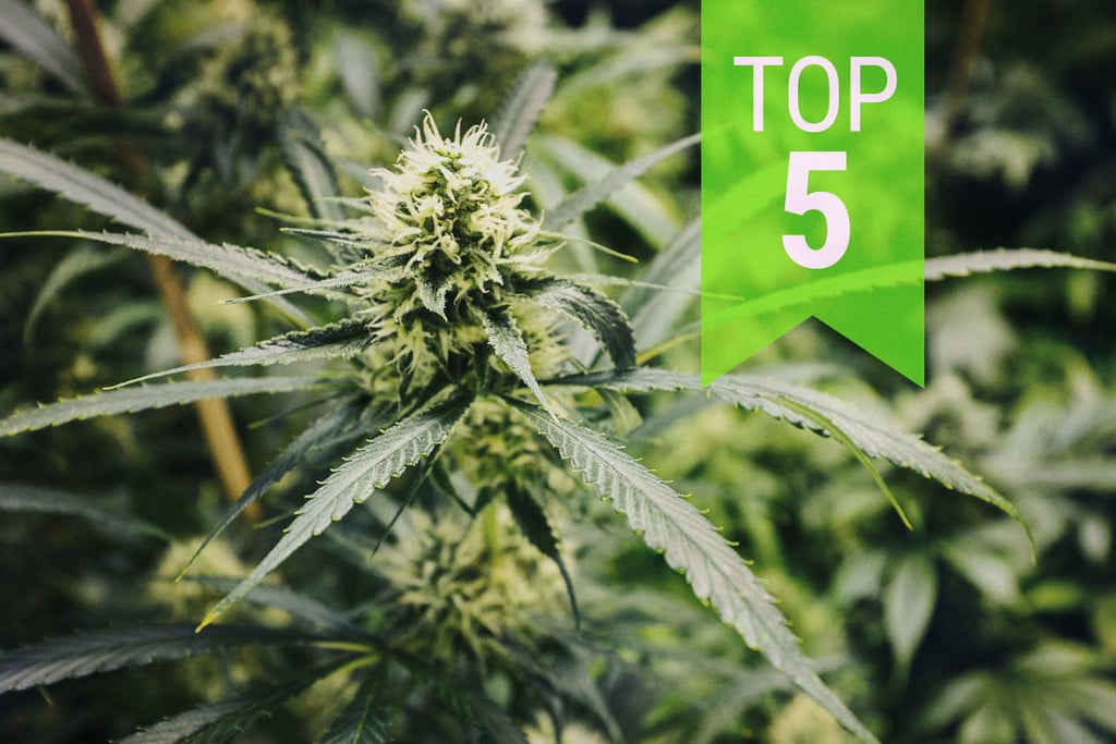 Top 5 Cannabis Sativa-autoflowers: 2023