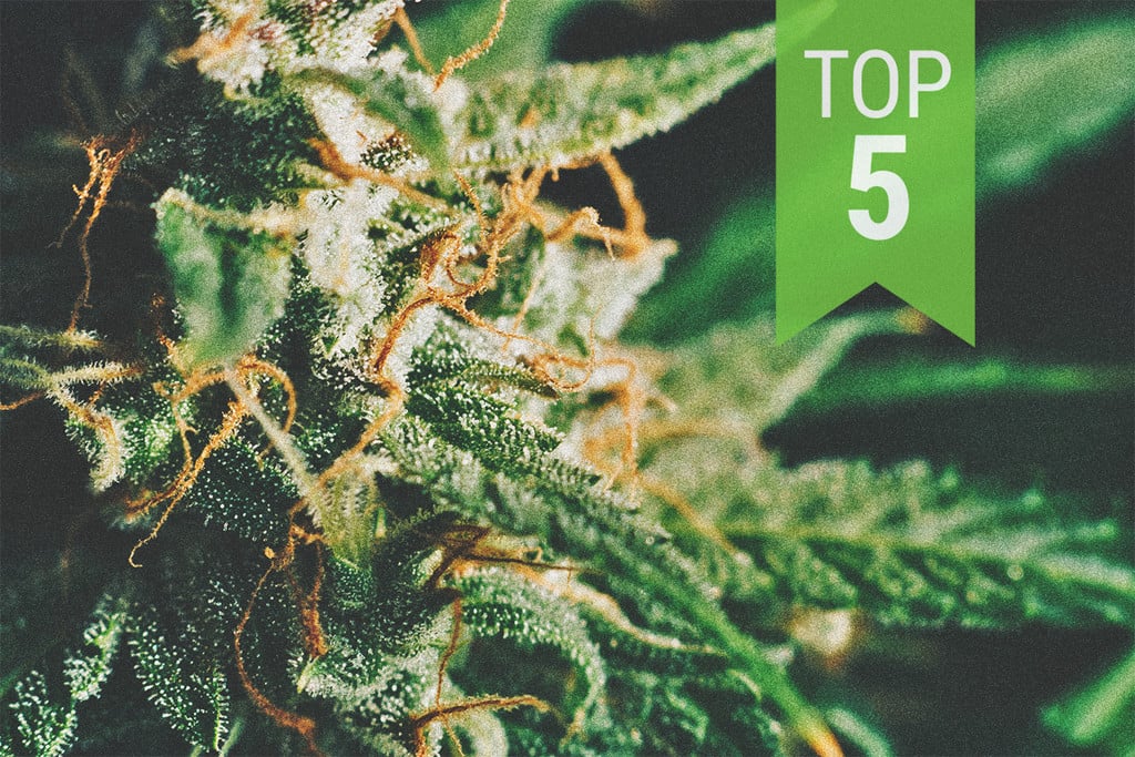 Top 5 soorten met een laag THC-gehalte van Royal Queen Seeds