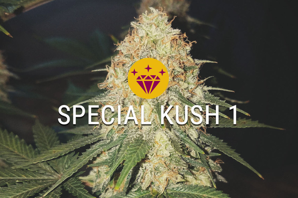 Special Kush 1: een bijzondere indica
