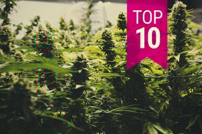 Top 10 soorten wiet die een grote oogst leveren (2025 Update)