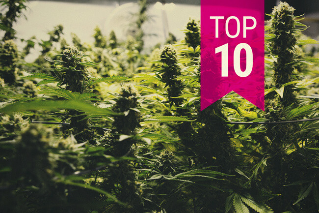 Top 10 soorten wiet die een grote oogst leveren (2026 Update)