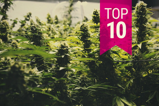 Top 10 soorten wiet die een grote oogst leveren (2026 Update)