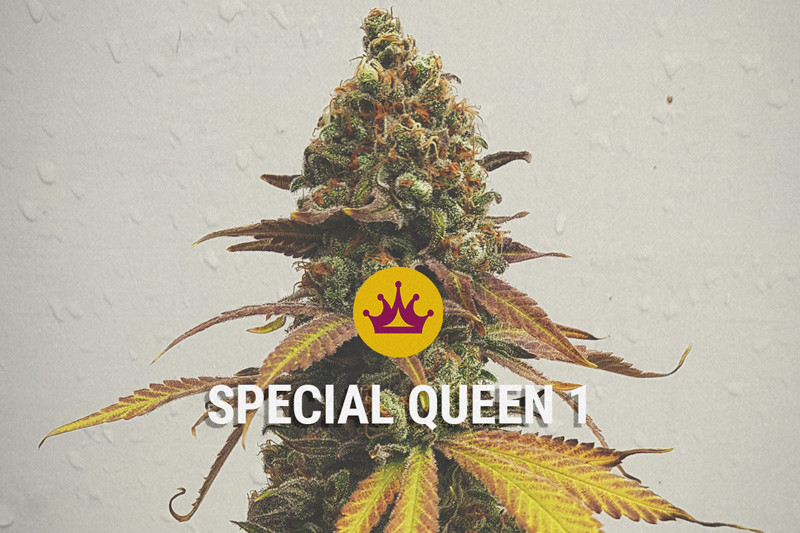 Special Queen 1 - Een Krachtige En Evenwichtige High