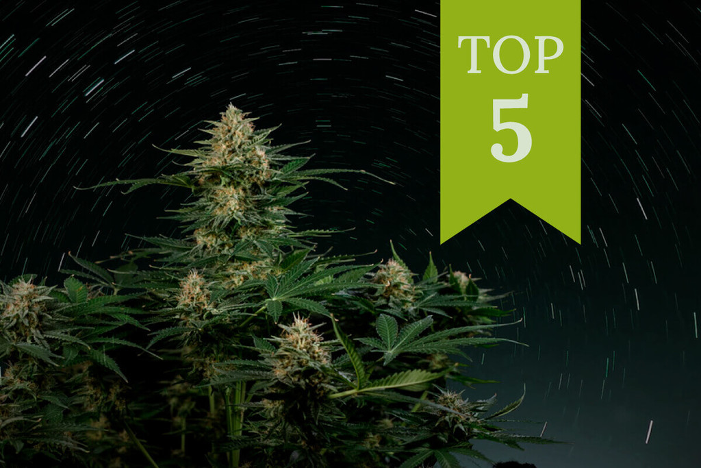 Top 5 THC-rijke autoflowering strains van 2025
