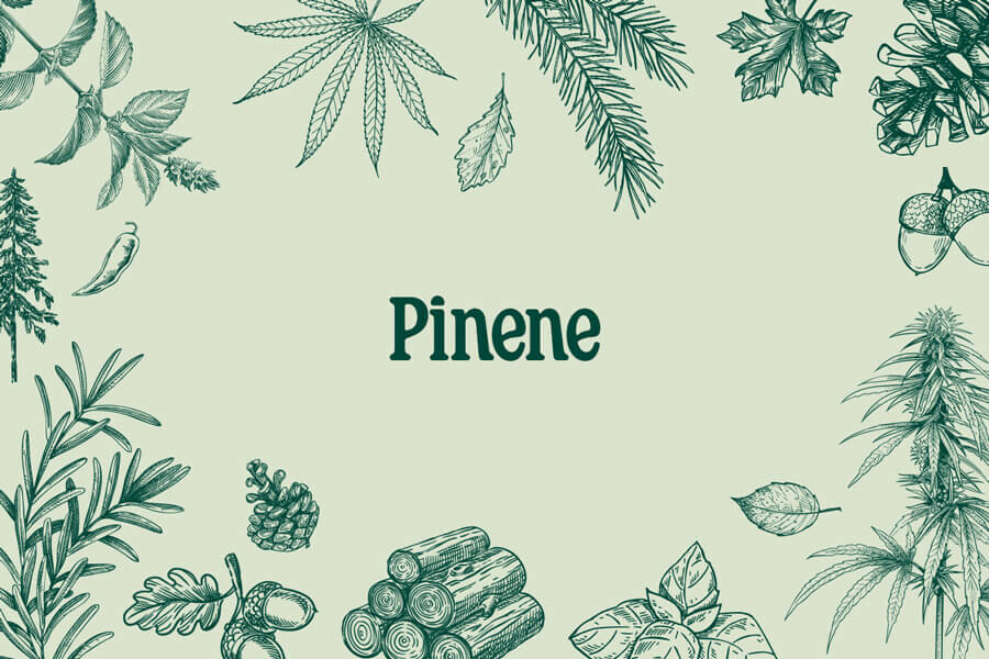 Nuttige Toepassingen Voor Het Cannabis Terpeen: Pineen