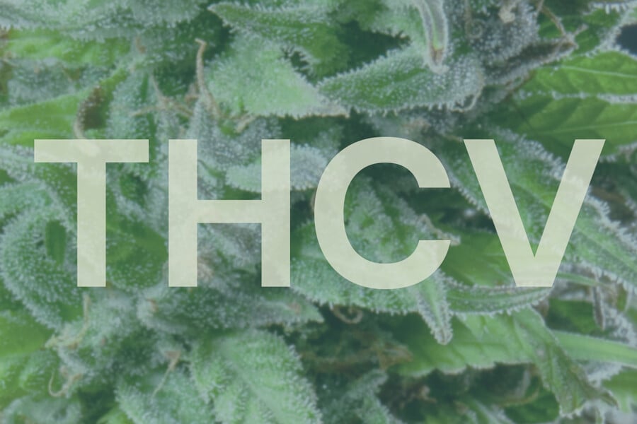 Wat is THCV en hoe verschilt het van THC?