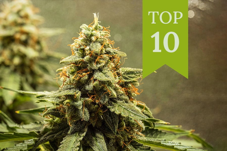 Top 10 beste autoflowers van 2024