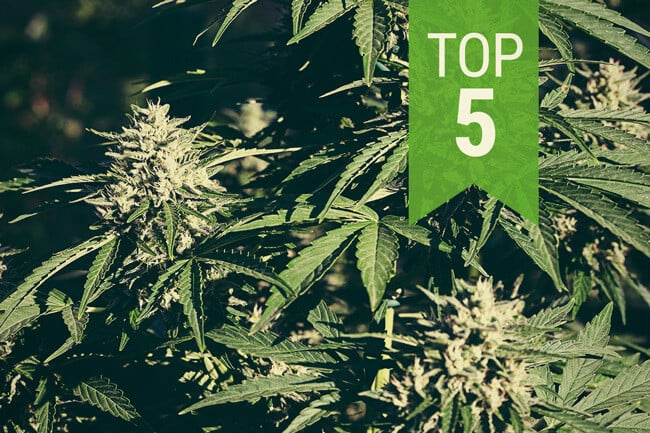 Top 5 Autoflowering Soorten van 2026 voor Warme Klimaten