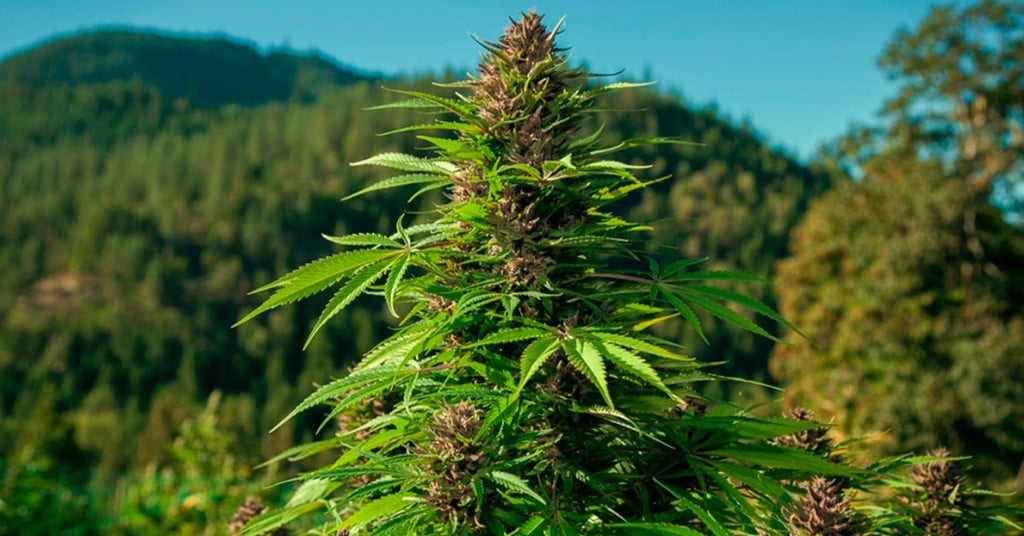 Wat is landras-cannabis?