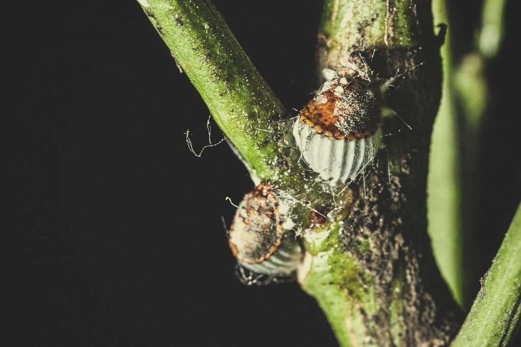 Hoe bescherm je je wietplanten tegen cochenille?