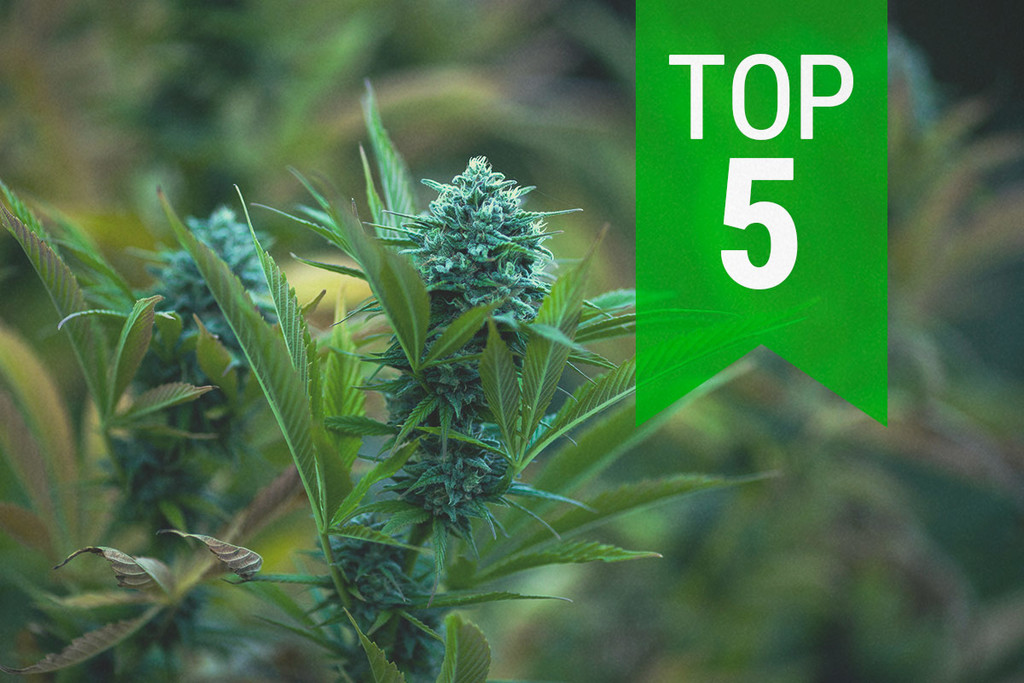 Top 5 Autoflowers van 2023 voor Koele Klimaten 