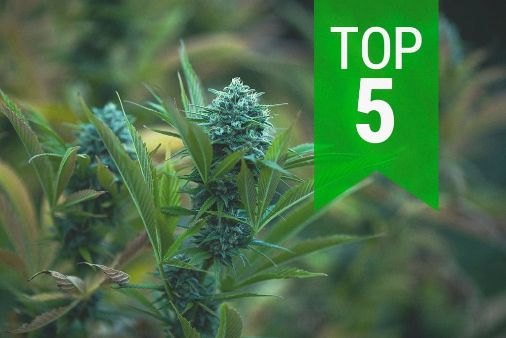 Top 5 Autoflowers van 2026 voor Koele Klimaten 