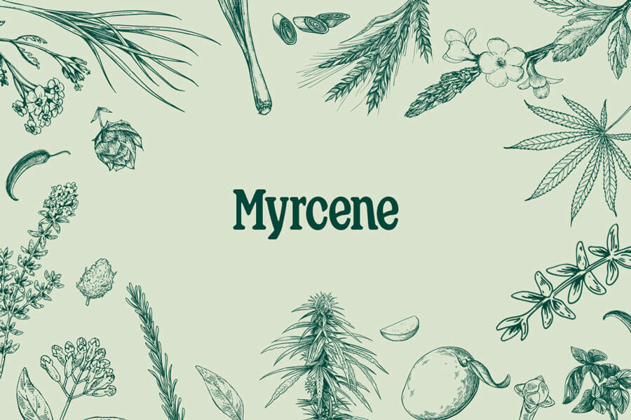 Myrceen: een bedwelmende terpeen met enorme potentie
