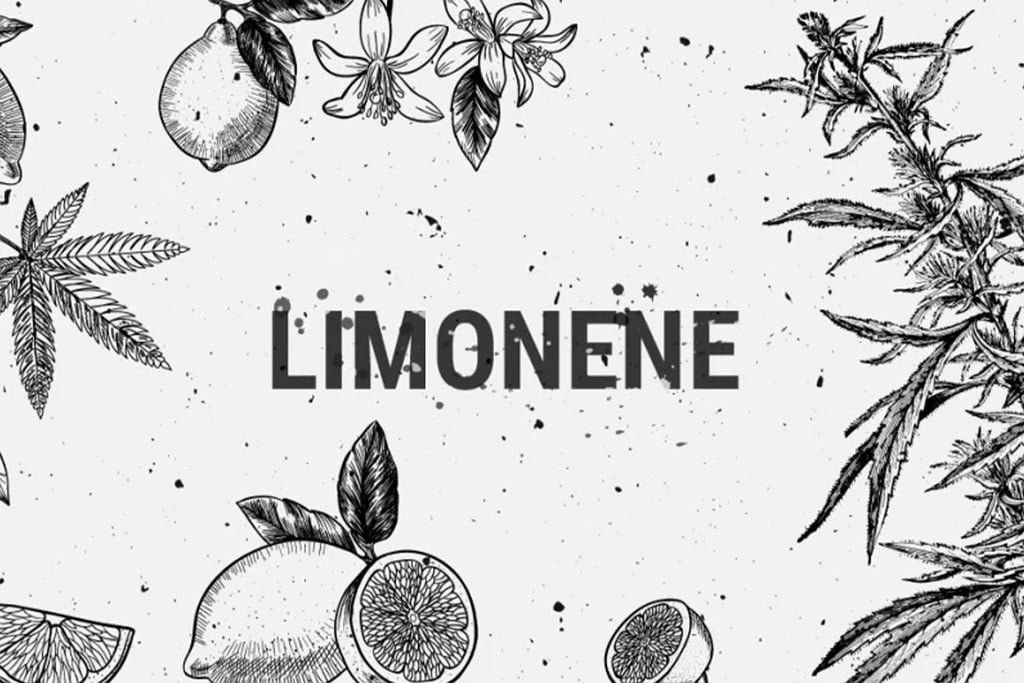 Limoneen: Een Medicinaal, Recreatief En Smaakvol Terpeen