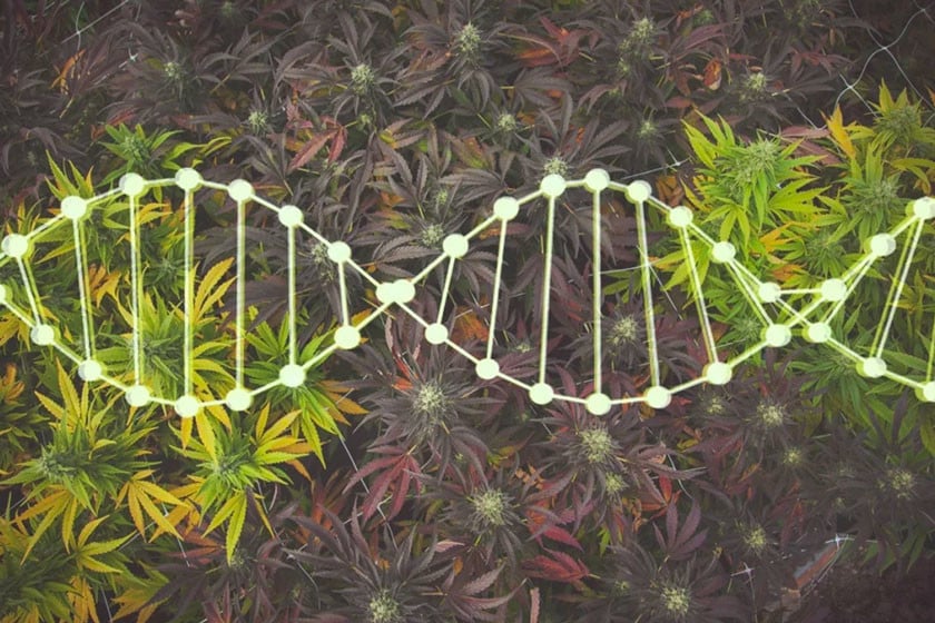 Zelf breeden en cannabis genetica bewaren 