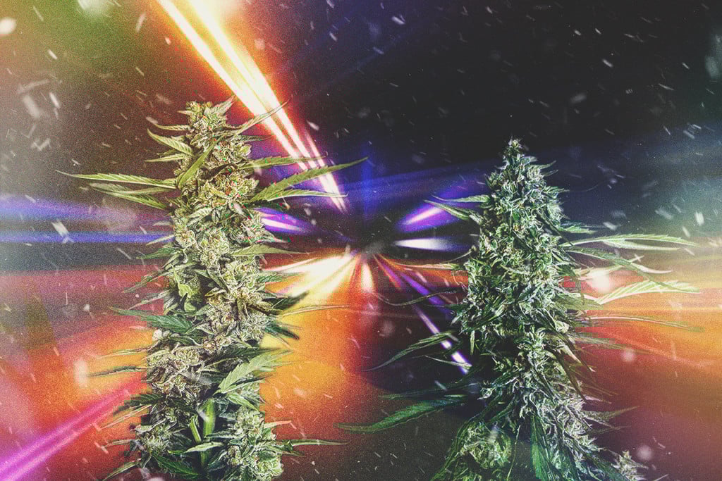 Les variétés de cannabis les plus rapides de 2026