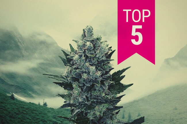 Top 5 Indica's Voor Noordelijke Klimaten Om In 2026 Te Kweken
