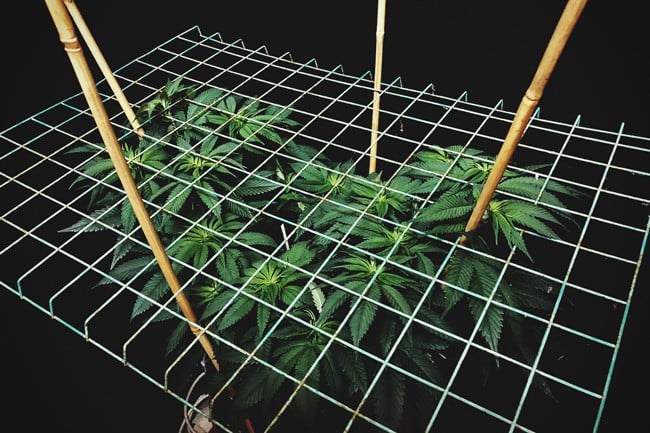 Het kweken van cannabis met de SCROG (Screen of groen) methode