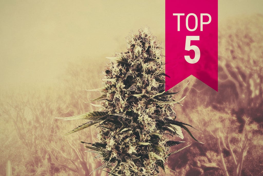 Onze Top 5 Sativa Soorten Voor Zuidelijke Klimaten