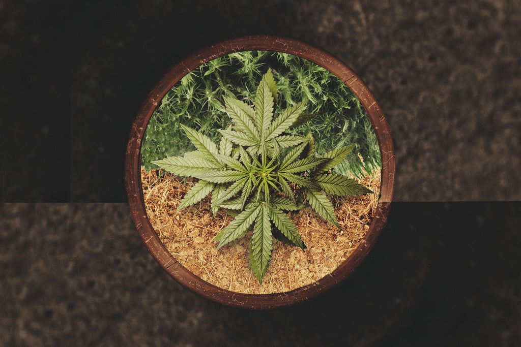 Het Kweken Van Cannabis In Kokosvezel