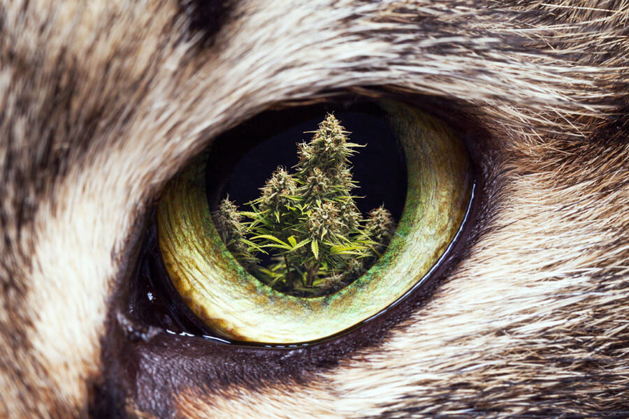 Hoe houd je katten en honden uit je cannabistuin?