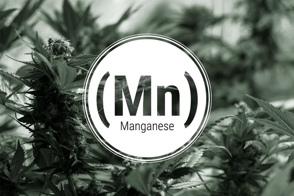 Mangaantekort In Cannabisplanten