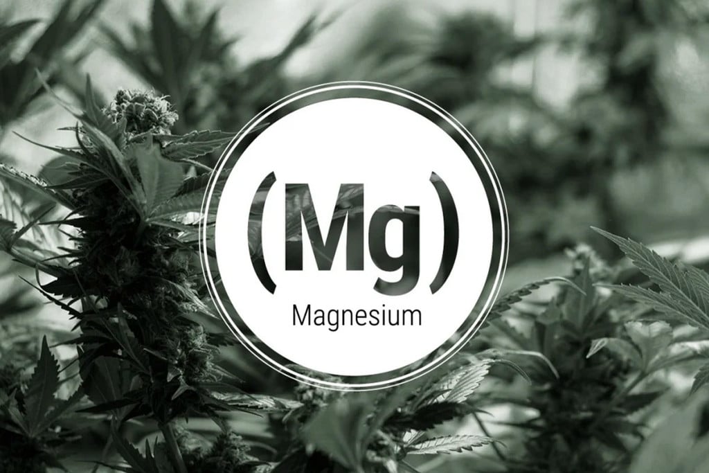 Een tekort aan magnesium bij wiet: tekenen en oplossingen