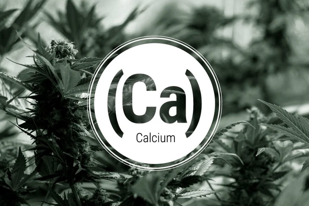 Calciumtekort In Cannabisplanten