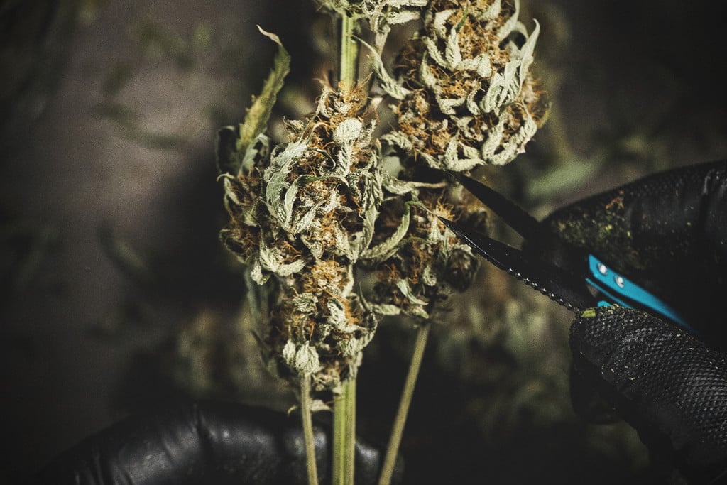 Nat Vs. Droog Knippen Van Je Cannabistoppen