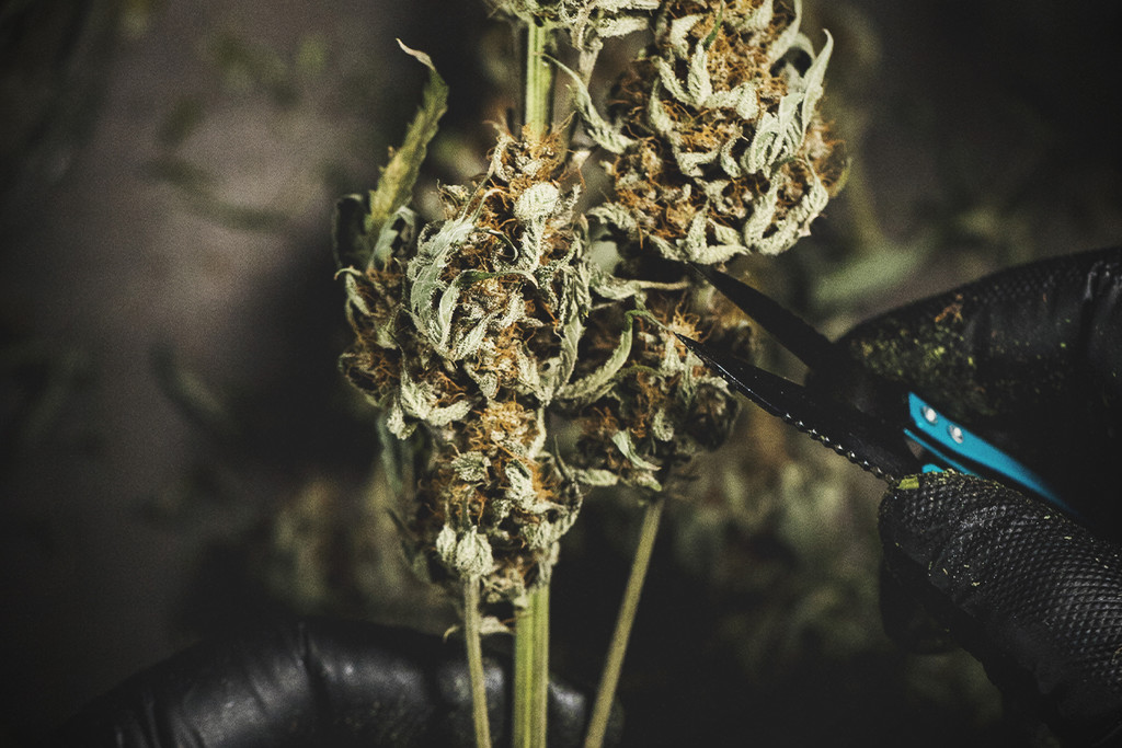 Nat Vs. Droog Knippen Van Je Cannabistoppen