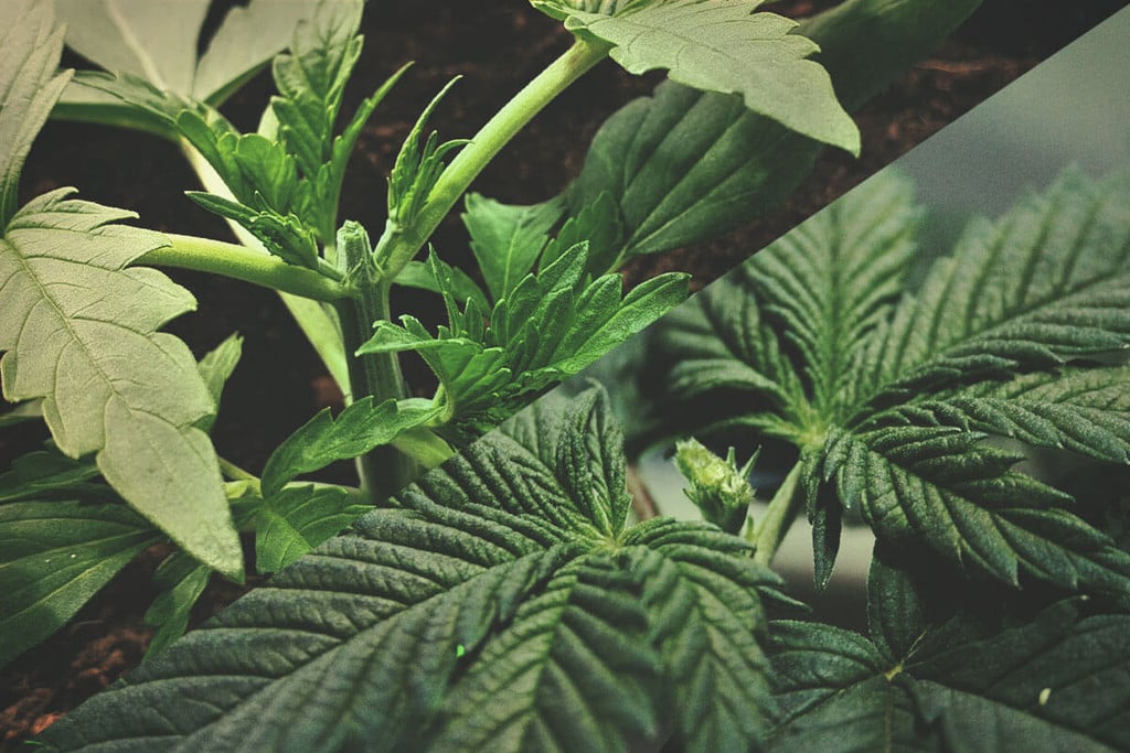 Het Snoeien Van Cannabis: Toppen Versus Fimmen