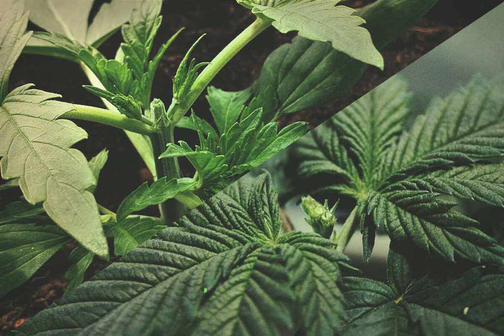 Het Snoeien Van Cannabis: Toppen Versus Fimmen