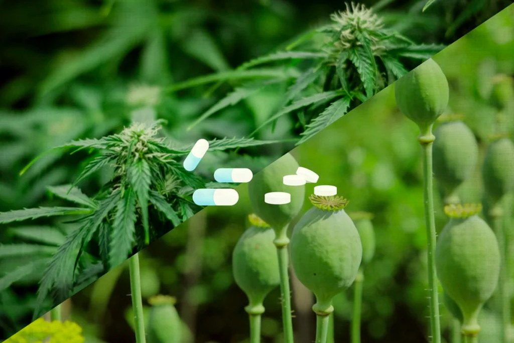Opiaten en pijn: is cannabis een mogelijk alternatief?