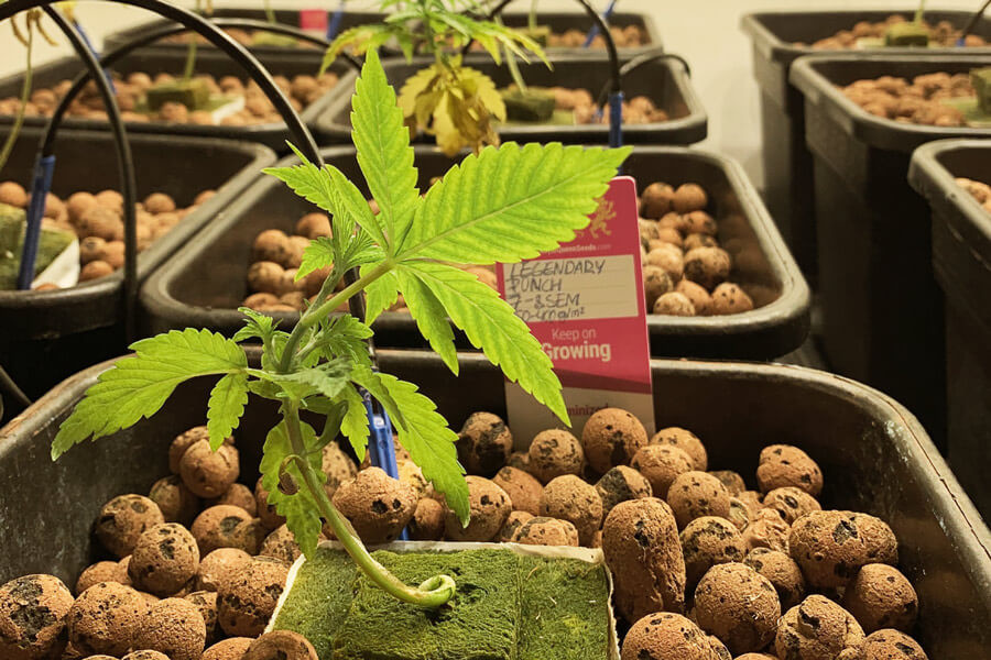 Hydroponisch wiet telen: de voor- en nadelen van verschillende kweekmedia