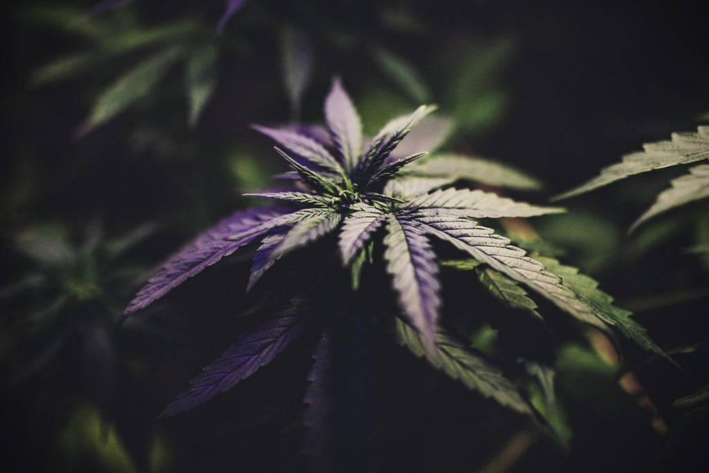 Hoe Je Buiten Cannabis Bloei Afdwingt