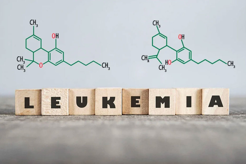 De Rol Van Cannabis Bij De Behandeling Van Leukemie