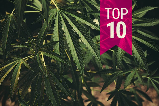 Top 10 Klassieke Cannabis Soorten Die Je Gewoon Moet Proberen 