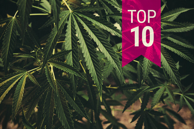 Top 10 Klassieke Cannabis Soorten Die Je Gewoon Moet Proberen
