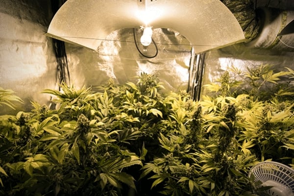 Cannabis Kweek Tips: Hoe Binnen Kweeklampen Op Te Stellen