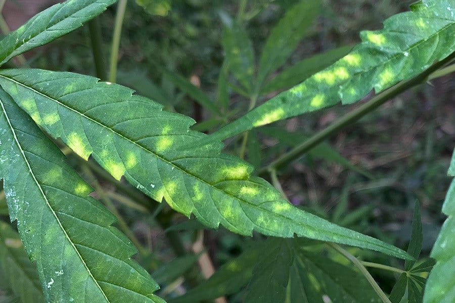 Bladvlekkenziekte (Gele Bladvlekken) Op Cannabis Planten