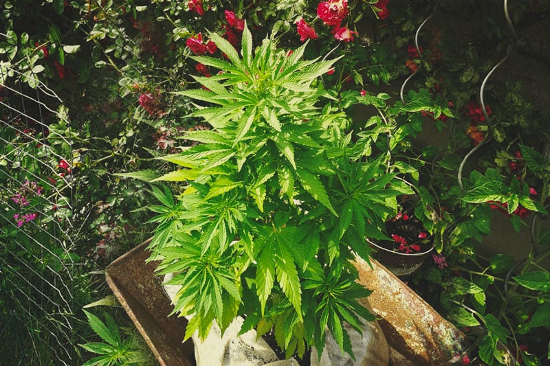 Organische Cannabis: Waarom En Hoe Je Het Kweekt