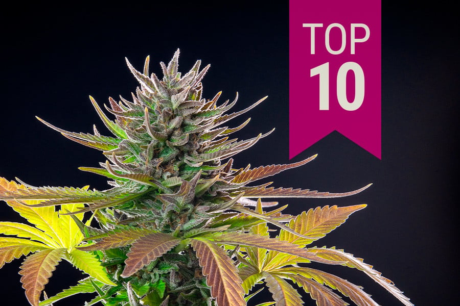 Top 10 beste sativa strains van 2024