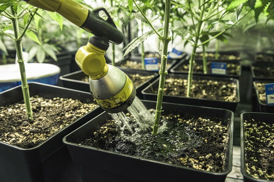 Je wietplanten water geven: wat te doen tegen over- en onderbewatering