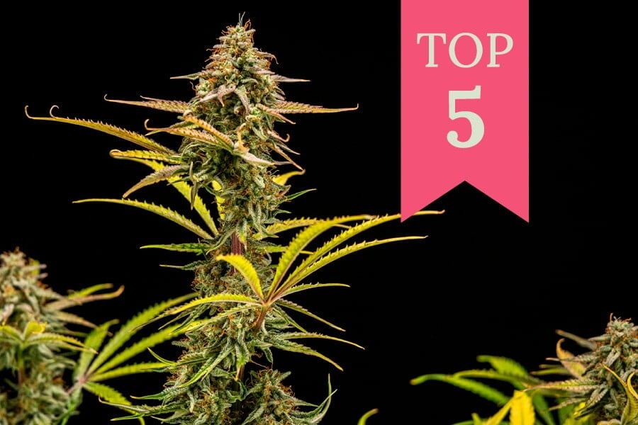 Top 5 melige soorten van 2025