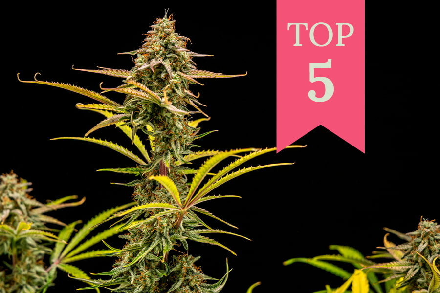Top 5 melige soorten van 2025
